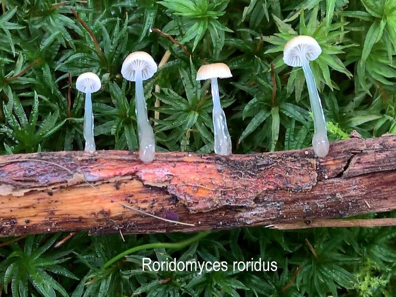 Roridomyces roridus-amf1310-1.jpg - Roridomyces roridus ; Syn: Mycena rorida ; Non français: Mycène à pied gluant